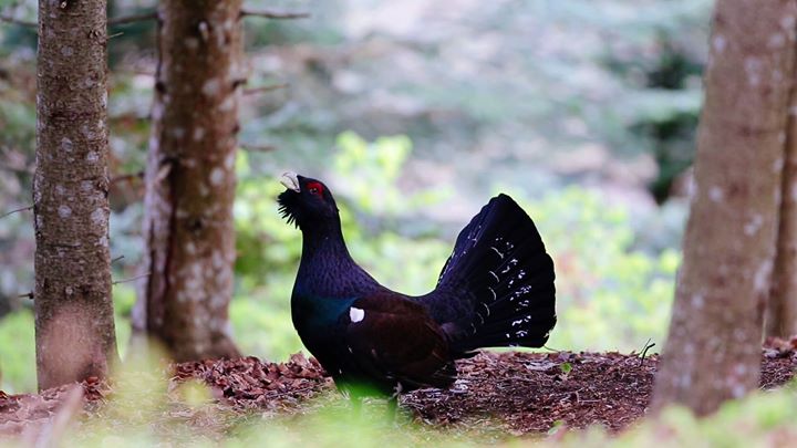 SOMMAIRE DU CHASSEUR VENDEEN N°92