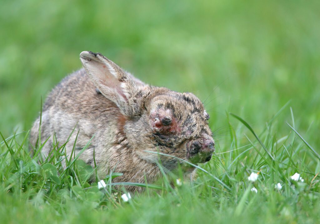 Lapin de garenne atteint de myxomatose.