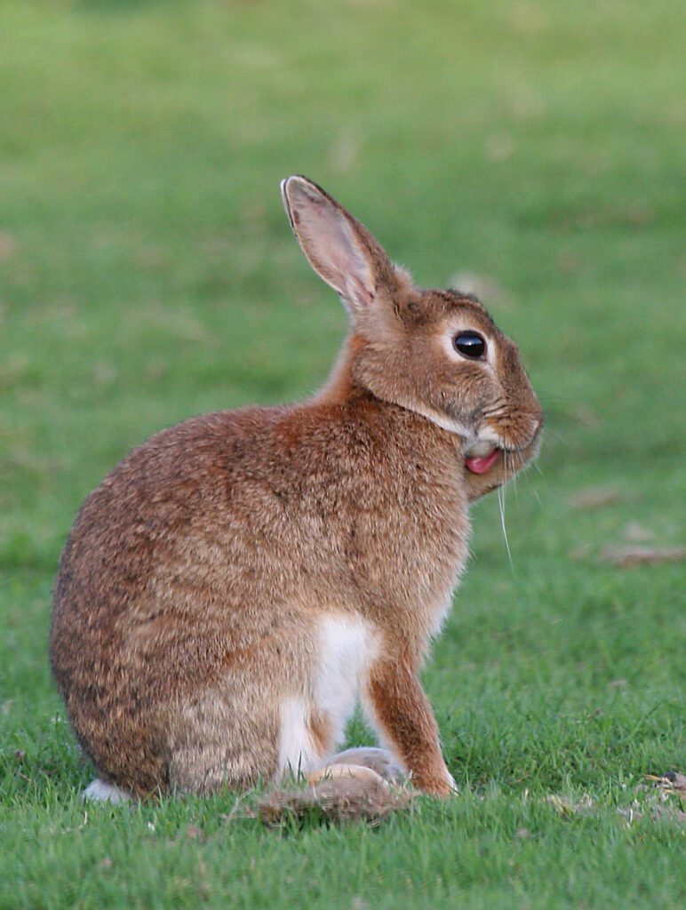 Lapin de garenne