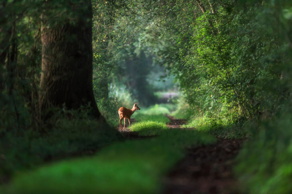 Chevreuil dans la forêt