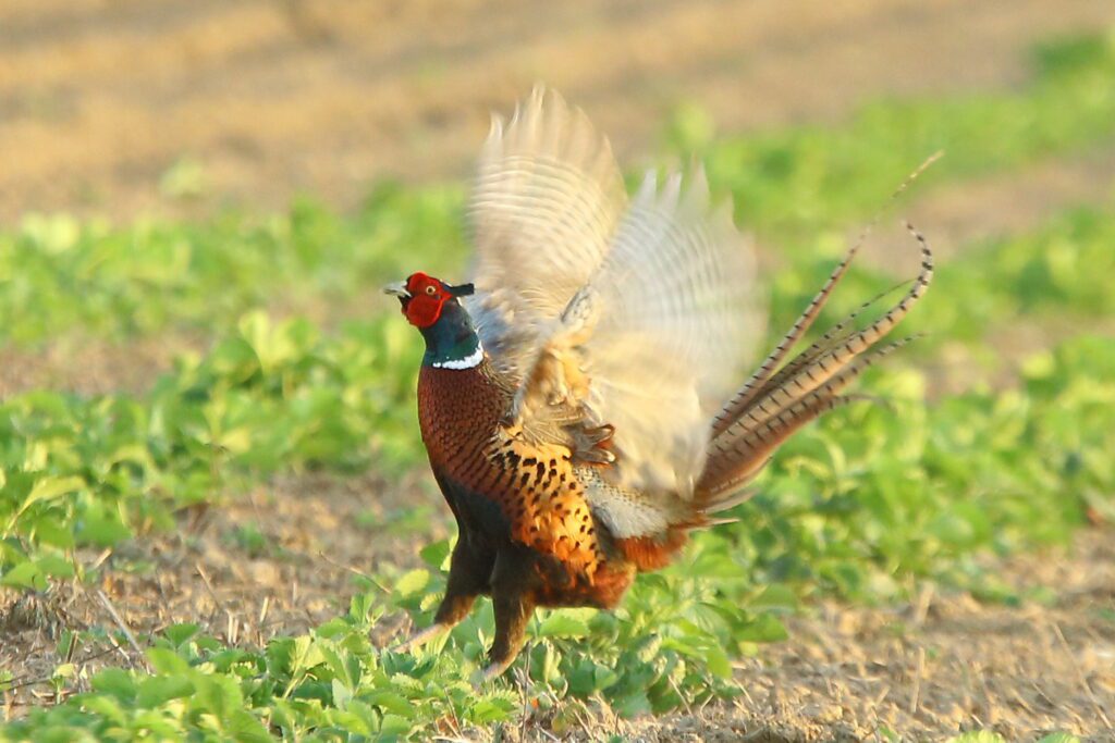 faisan commun coq chanteur