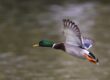 Canard