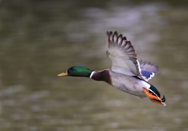 Canard