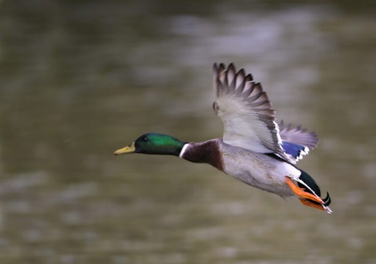 Canard