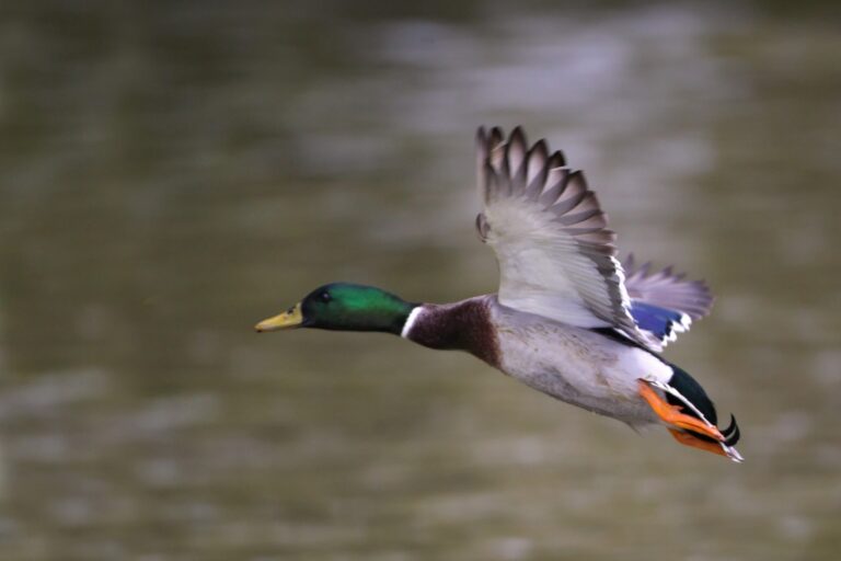 Canard