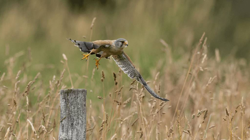 Faucon crécerelle