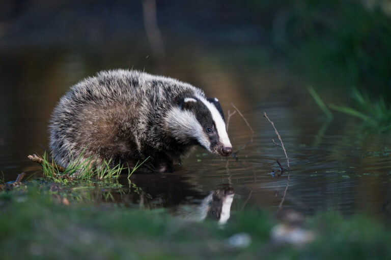 mamm_divers_DGest_fnc20230011